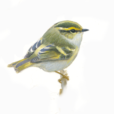 Pallas boszanger / Elwin van der Kolk