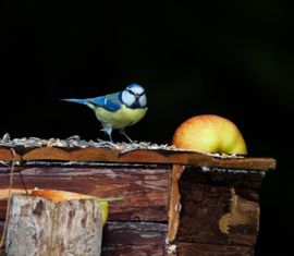 Pimpelmees aan de rand van donker bos