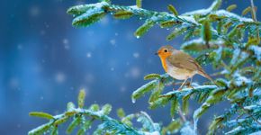 Roodborst in de sneeuw / Shutterstock