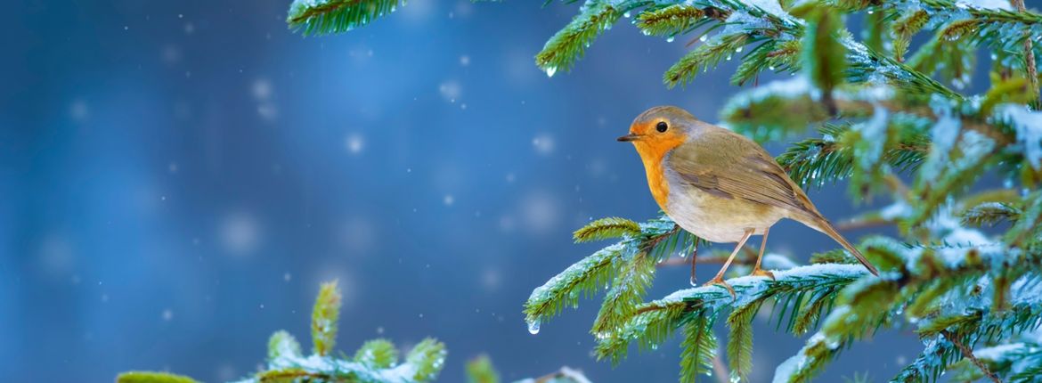 Roodborst in de sneeuw / Shutterstock