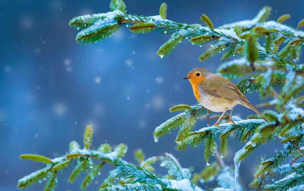 Meyella Knipperen Senator Waarom roodborsten op kerstkaarten staan | Vogelbescherming