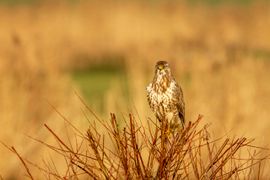 Buizerd in Neck Noordholland