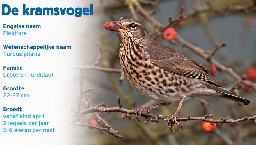 Kramsvogel paspoort tuinvogelcursus