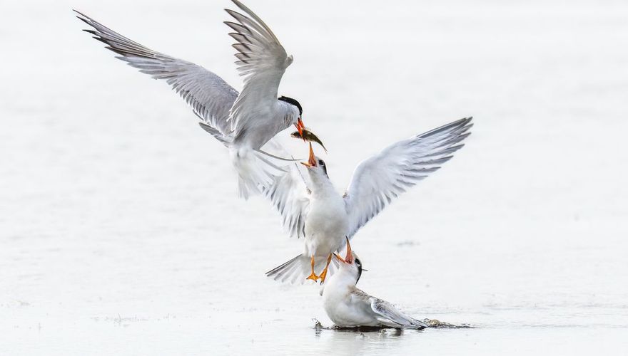 Hongerige visdiefjes / Loes Belovics Fotogalerij