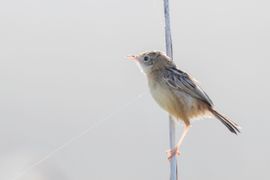 Effe opwarmen in ochtend zonnetje