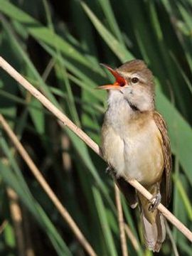 Grote karekiet / Koos Dansen