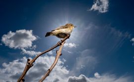 Tjiftjaf op een lente ochtend