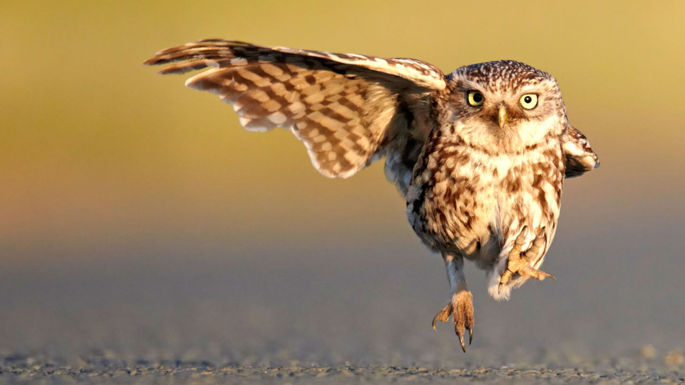 Steenuil / Nature in Stock - Austin Thomas