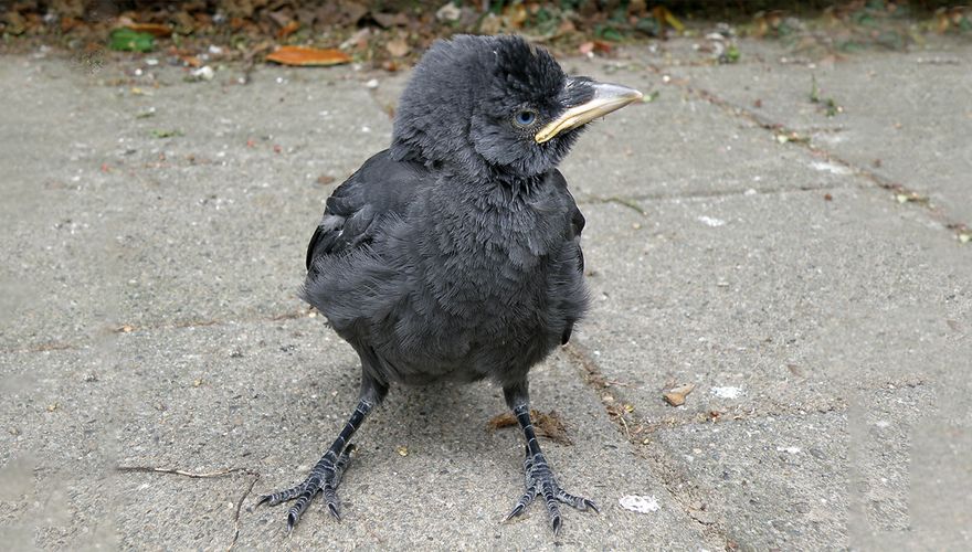 Niet ingewikkeld Suradam onwettig Vogeltje gevonden, wat nu? | Vogelbescherming