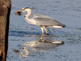 Blauwe reiger lust wel een visje