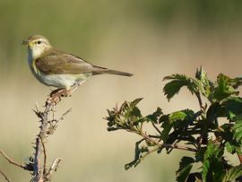 fitis met lekker hapje