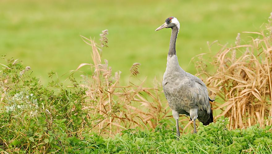 Kraanvogel / Jelle de Jong