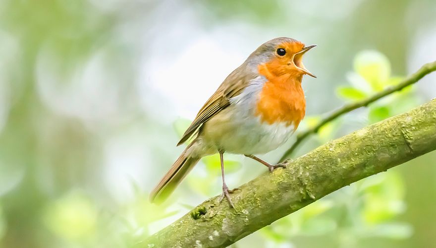 Roodborst / Shutterstock