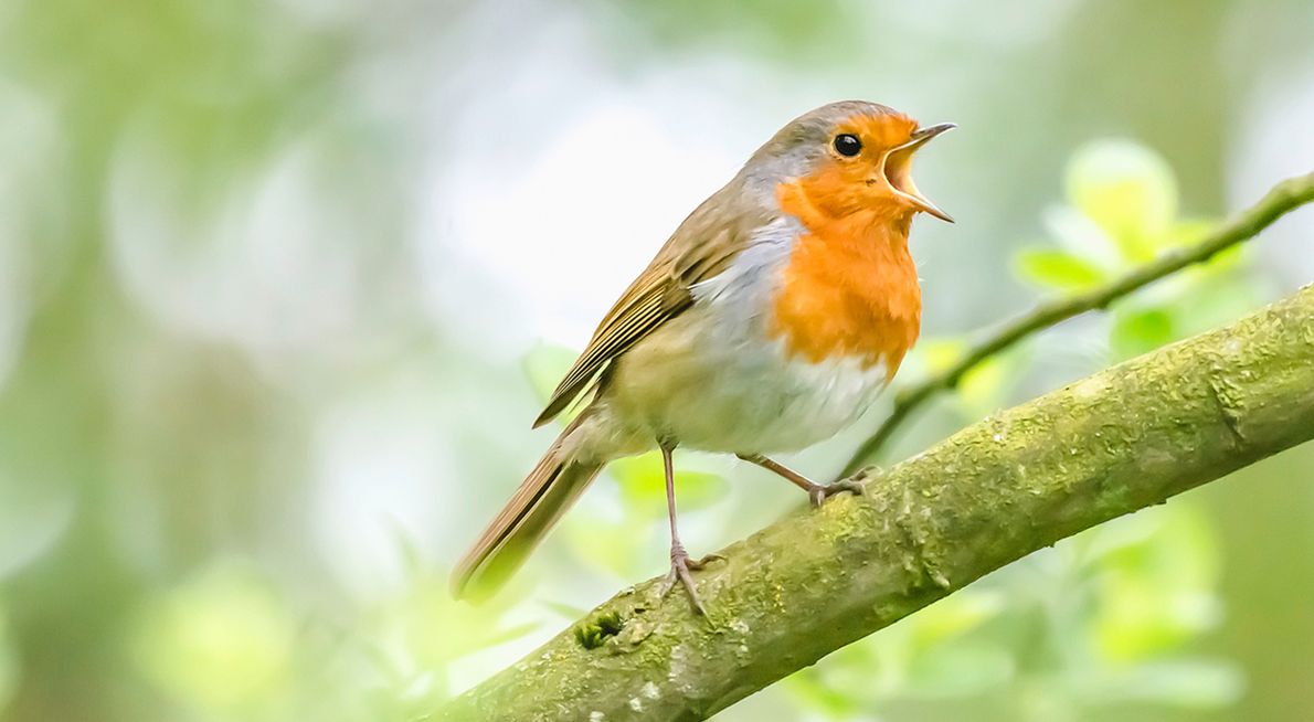 Roodborst / Shutterstock