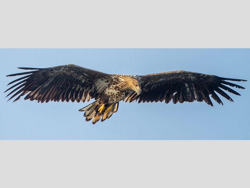 Volop Vliegende Deuren Vogelbescherming