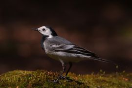 poserende witte kwikstaart