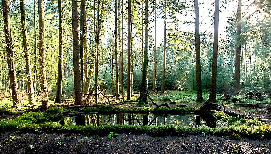 Fotohut Hoge Veluwe / Hans Peeters