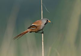 baardman met nestmateriaal