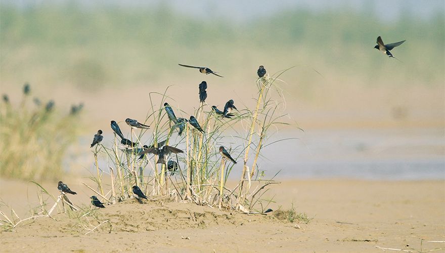Boerenzwaluw / Shutterstock