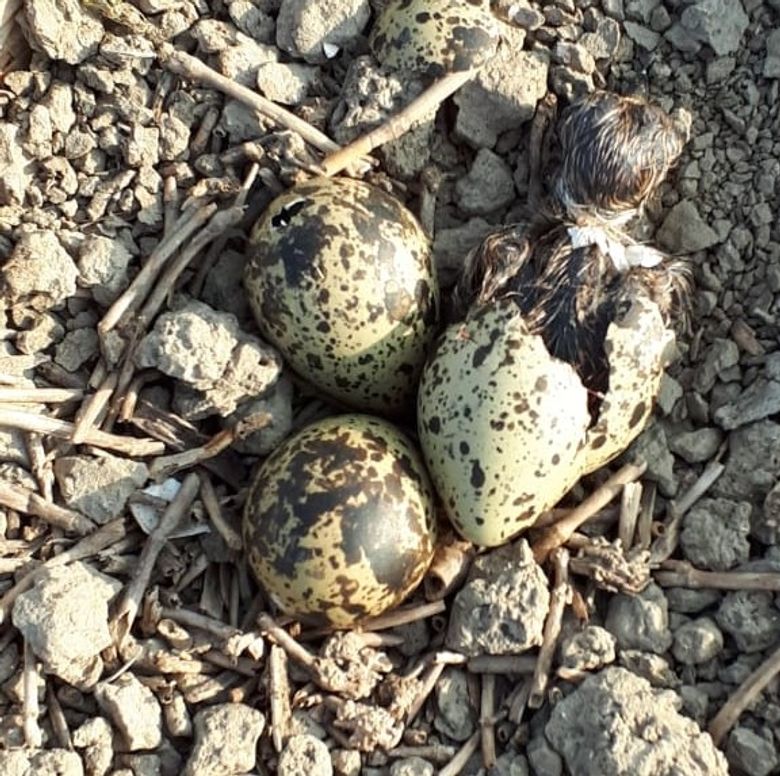 Verwant Leuk vinden Nauw Een gaatje? | Vogelbescherming