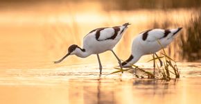 Kluut / Shutterstock