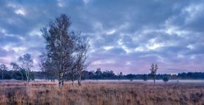 Regte heide / Shutterstock