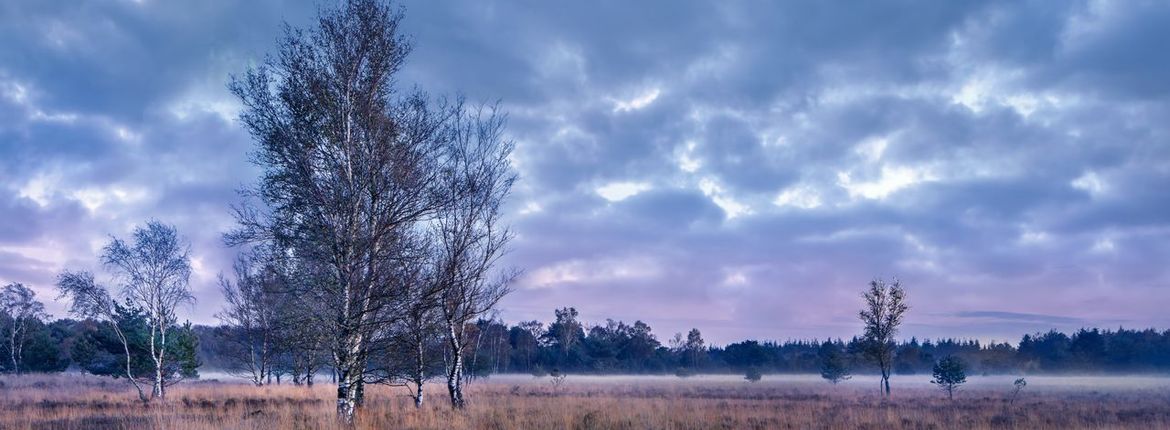 Regte heide / Shutterstock