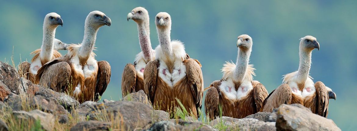 Vale gieren / Shutterstock