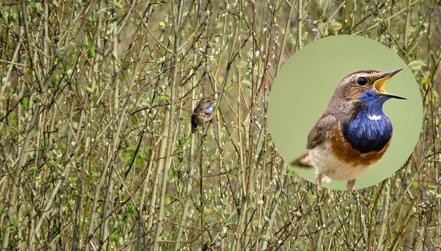 Blauwborst / Birdphoto & ChrisJan van der Heijden