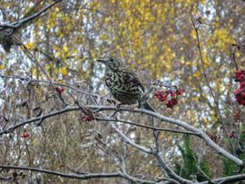 Grote lijster eet de laatste bessen uit de lijsterbes in onze tuin