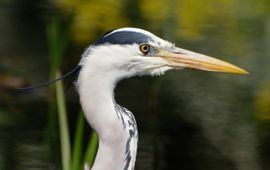 BLAUWE REIGER