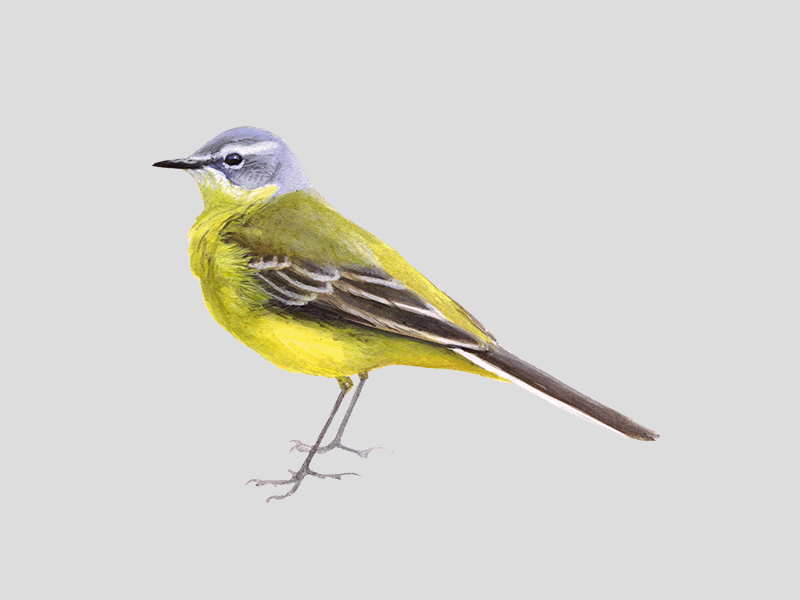 Perforatie Voorbijgaand Persona Gele kwikstaart | Vogelbescherming