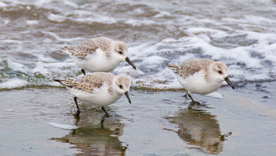 Drieteenstrandlopers / Hans Peeters