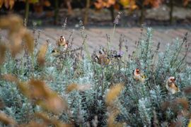 Puttertjes in onze tuin