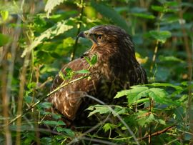Jonge buizerd heeft honger