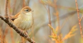 Cetti's zanger / shutterstock