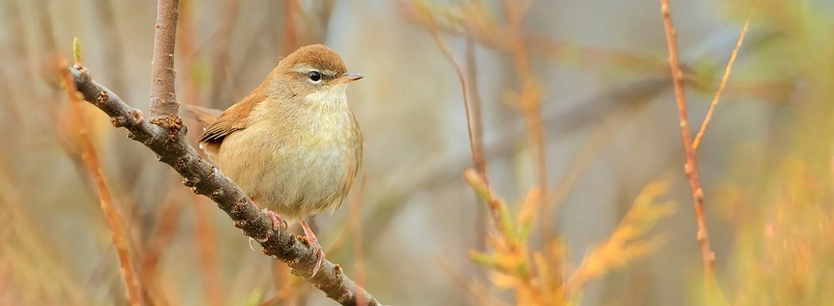 Cetti's zanger / shutterstock