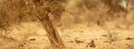 Boom in Afrika / Lars Soerink