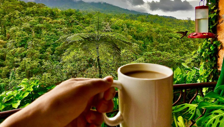 Koffie in regenwoud / Shutterstock