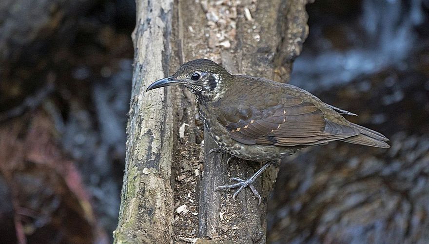 Dark-sided thrush / Pete Morris, AGAMI