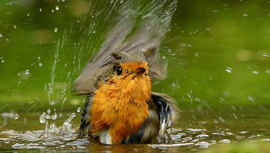 Roodborst / Peter Liebe (Fotogalerij)