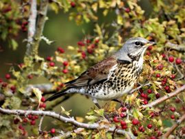 Kramsvogel