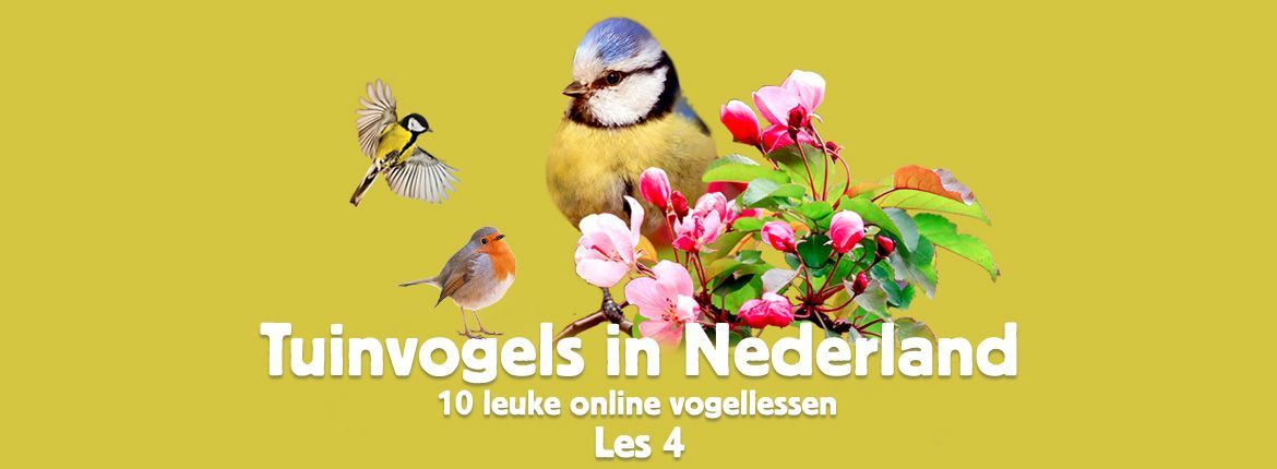 Header Tuinvogels in Nederland