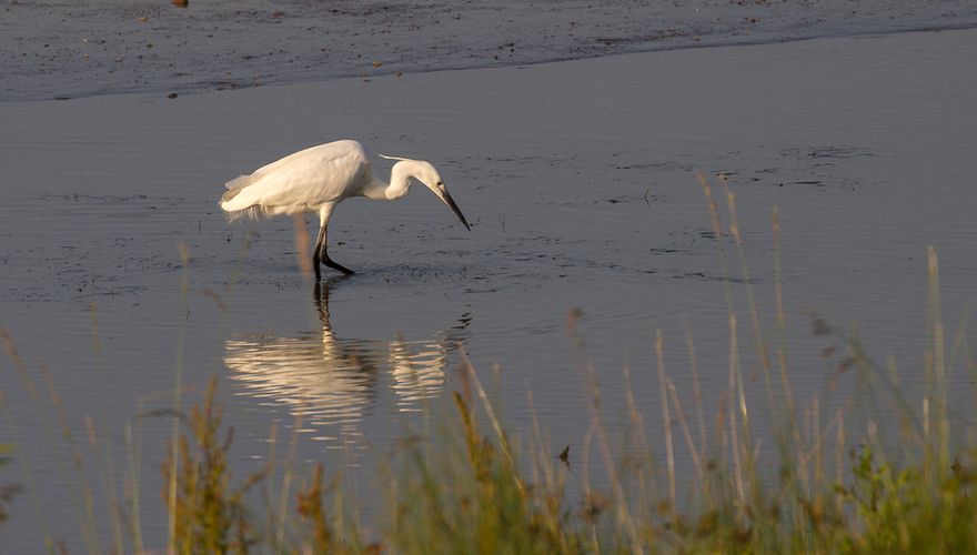 Kleine zilverreiger / Jouke Altenburg