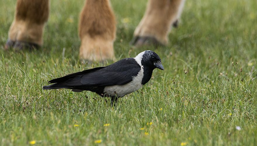 Daurische kauw / Shutterstock