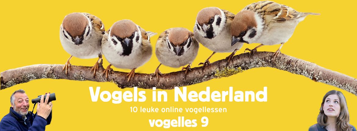 Vogels in Nederland - Vogelles 9