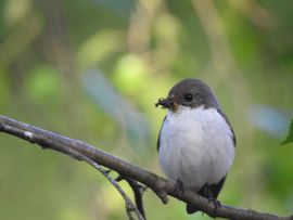 Een bontevliegenvanger met voedsel voor de jongen