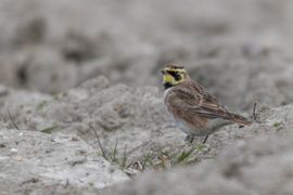 Wintergast op schrale kleigrond