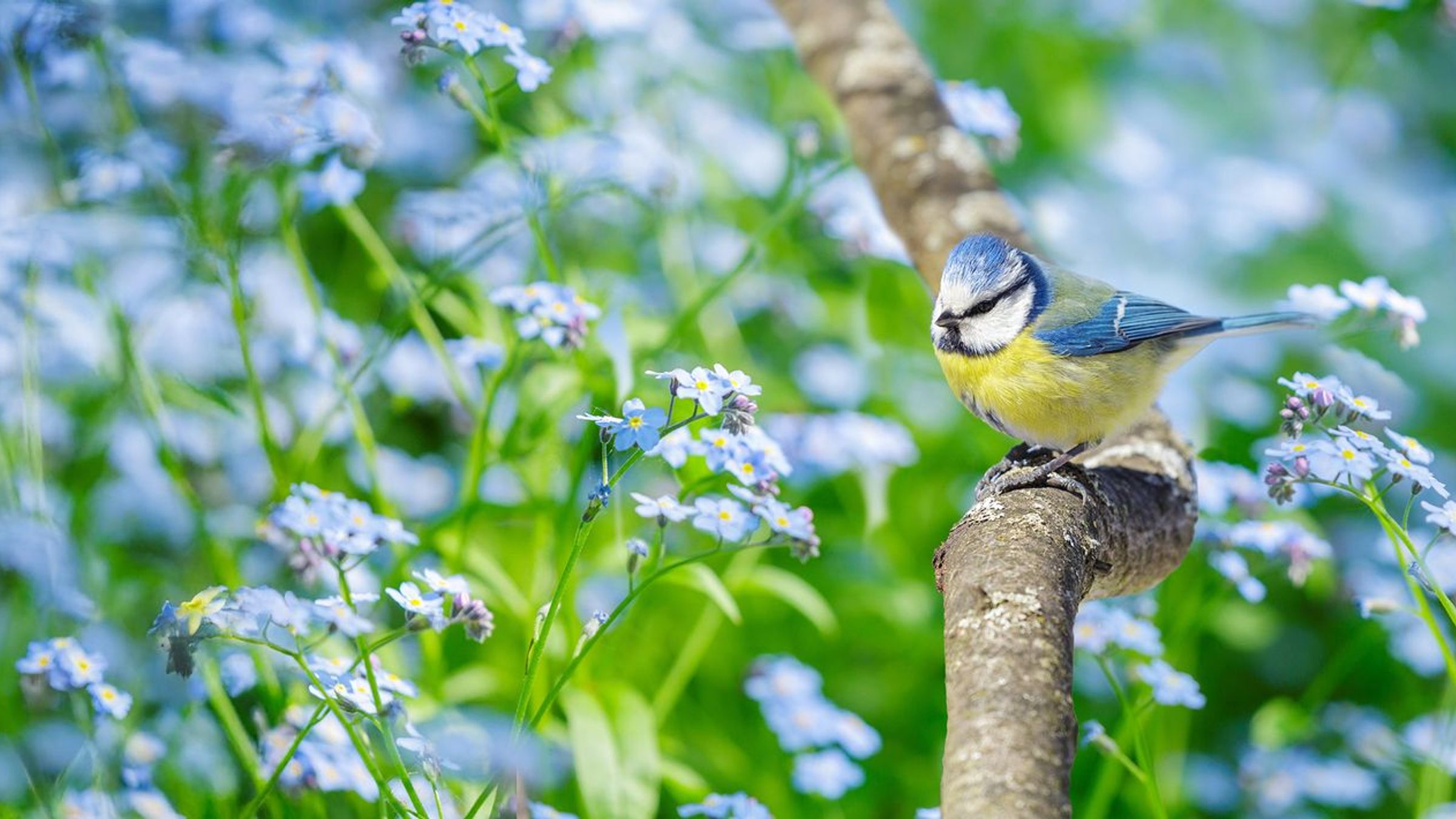 Pimpelmees / iStock