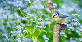 Pimpelmees / iStock